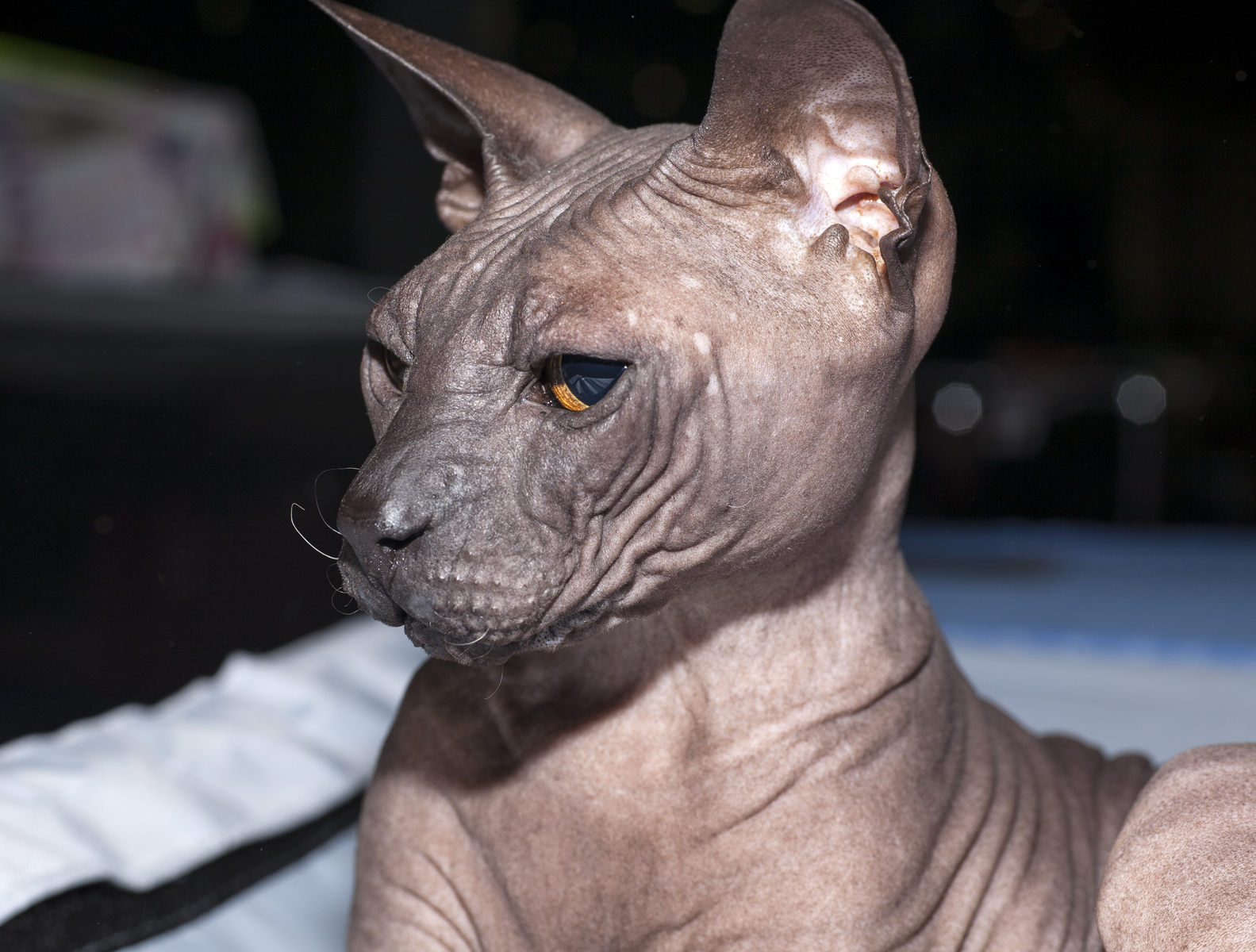 Gros plan d'un peterbald a la peau nue et plissee et aux grandes oreilles