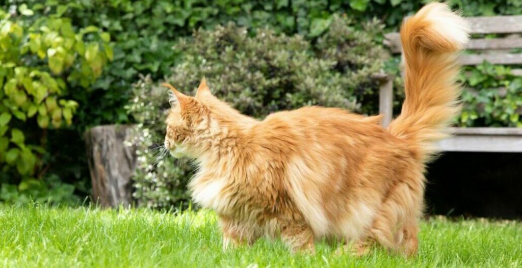 Kat in de tuin houden hoe kan je dit realiseren