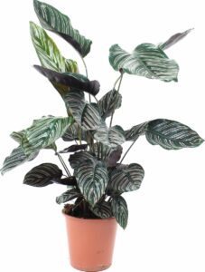 Calathea Sanderiana (Levende plant) - Hoogte ↕55cm - in Kwekerspot ⌀17 cm