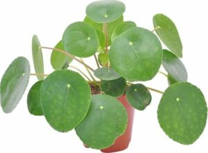Pilea Peperomioides Pannenkoekplant - ↑ 15-20cm - Ø 12cm