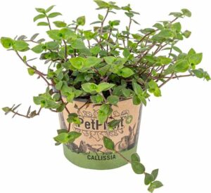 Schildpad plant - Calissia Repens per stuk - PetFriendly - Kamerplant ⌀12 cm - ↕20 cm