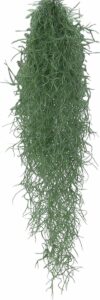 Tillandsia Usneoides - Luchtplant - Tropische hangplant - ↑50-60 cm