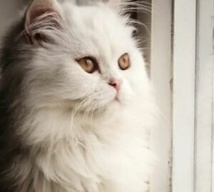 witte Perzische Kat