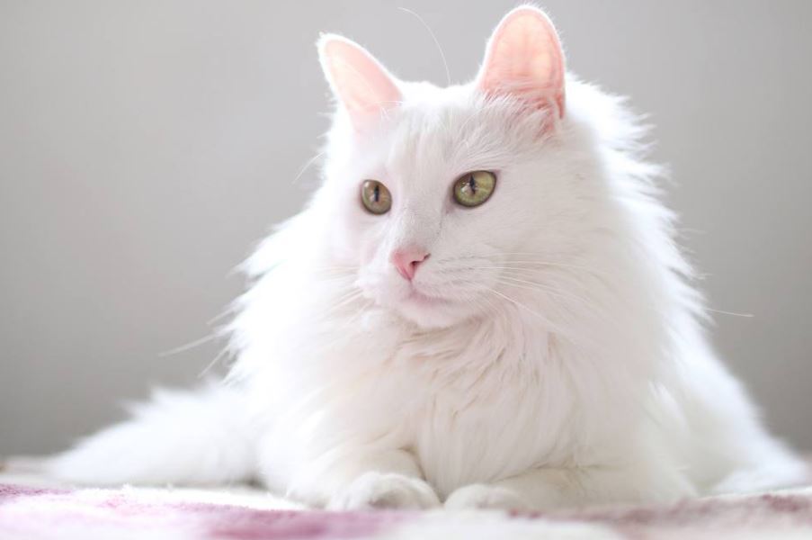 Uitbarsten Retoucheren Categorie 22 Witte Kattenrassen met prachtige vachten