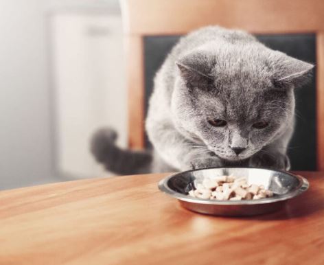 kat eet niet