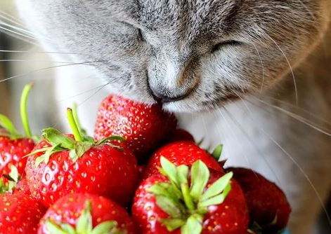 Mogen katten aardbeien eten
