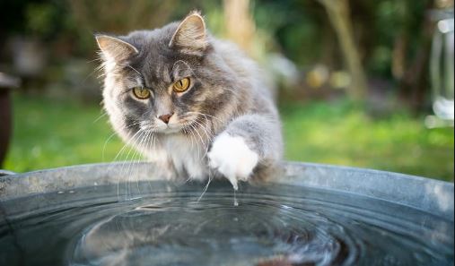 Houden Maine Coon katten van water