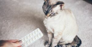 waarom kat ontwormen