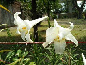 10 bloemen die giftig zijn voor Bengalen