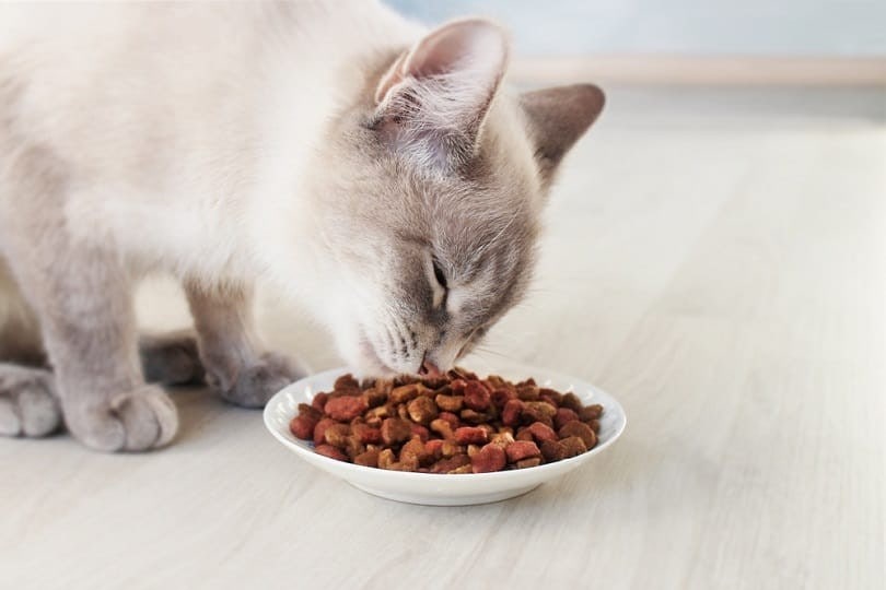Siamese kat eet droogvoer uit een kom