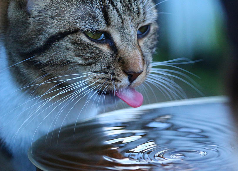 Cat drinkwater