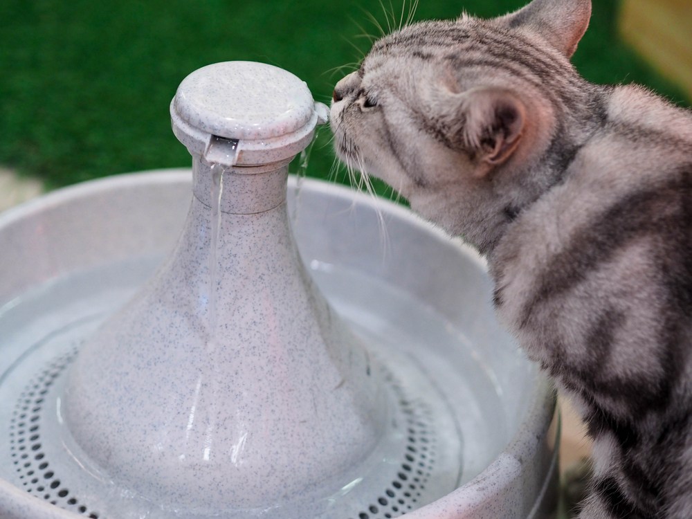 kat drinkt uit fontein