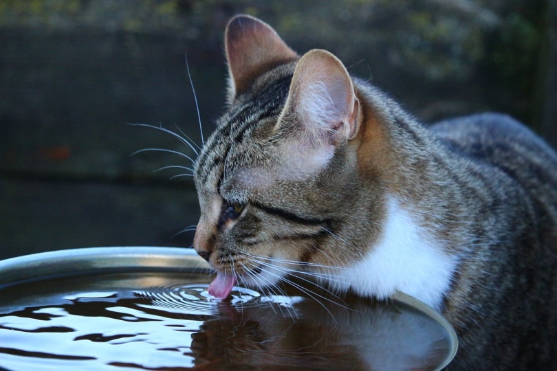 kat drinkt uit een grote pan