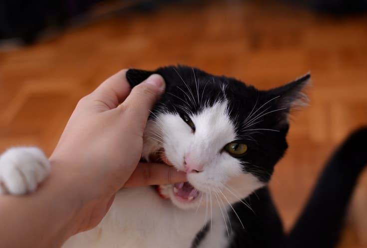 kat bijt eigenaar in vingers