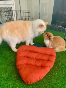 ontmoeting tussen konijn en kat