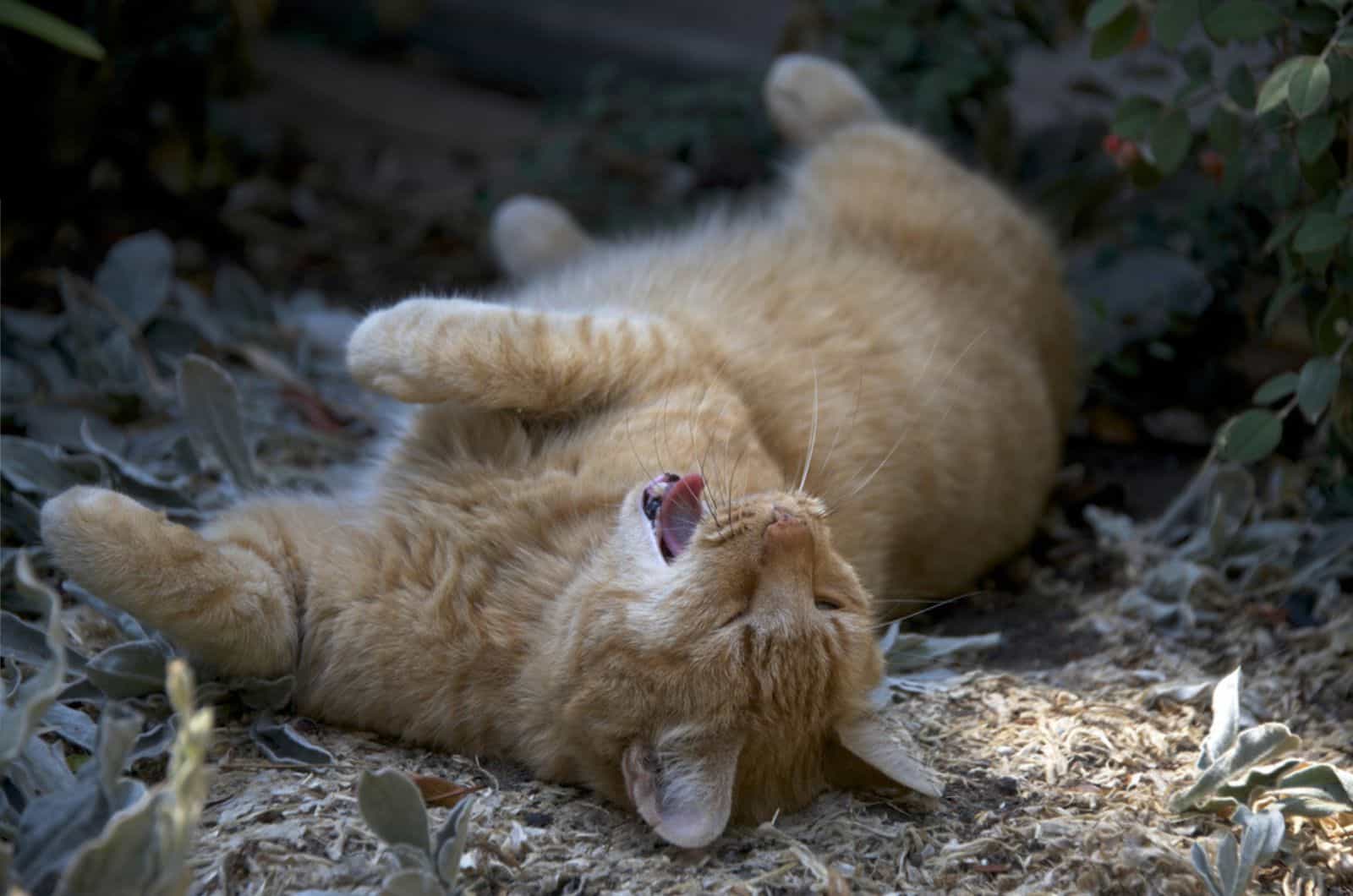 Gedomesticeerde oranje tabby kat rolt rond in het vuil