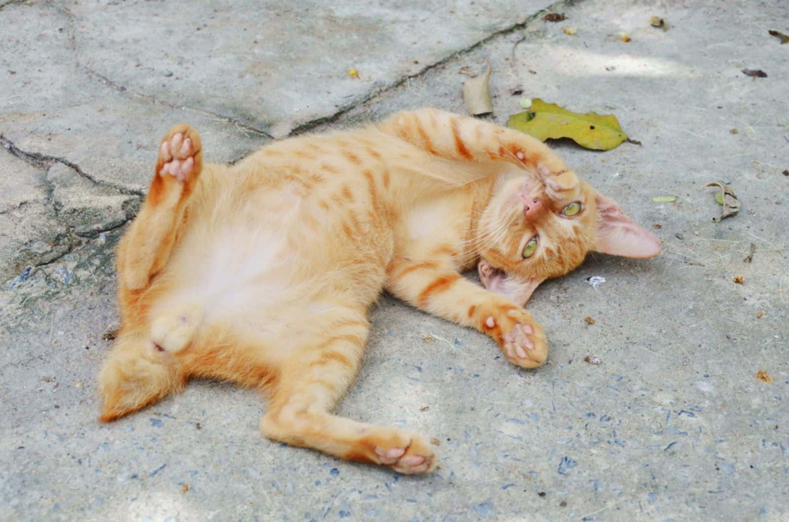 ginger kitten play by roiling on cement ground