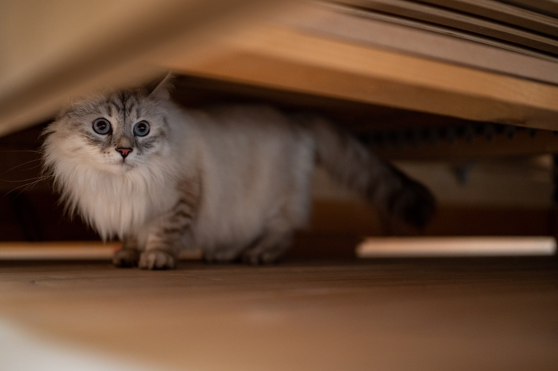 witte kat onder het bed