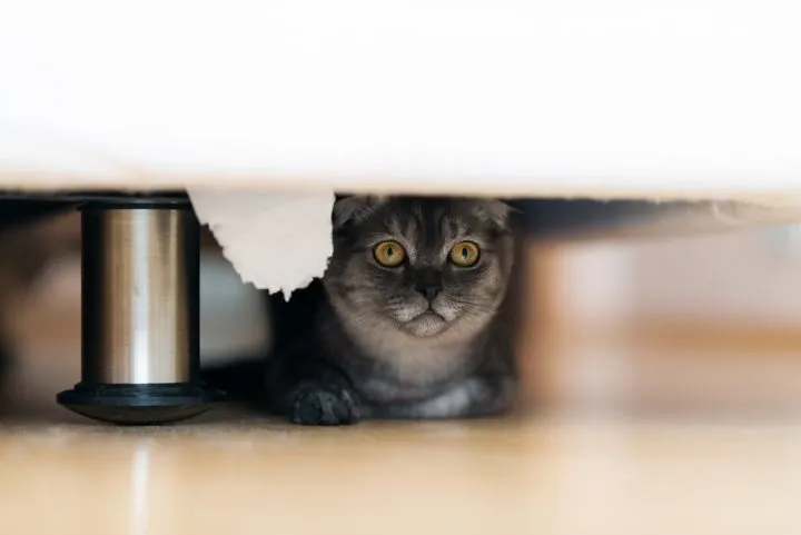 Hoe voorkom je dat katten onder het bed kruipen?