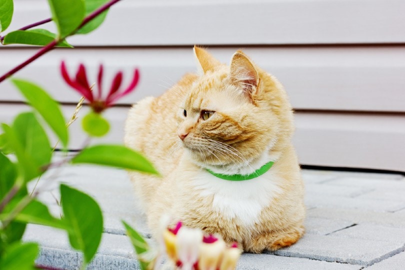 mooie kat met een groene kalmerende halsband