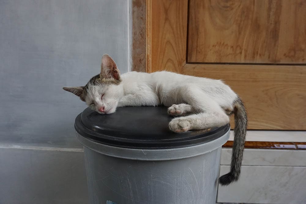 kat slaapt boven de vuilnisbak