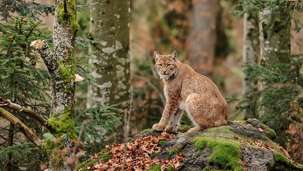 Bobcat zittend op rots met mos in een bos