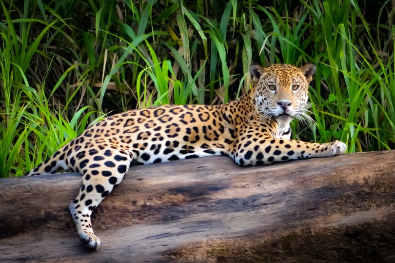 jaguar liggend op boomstam