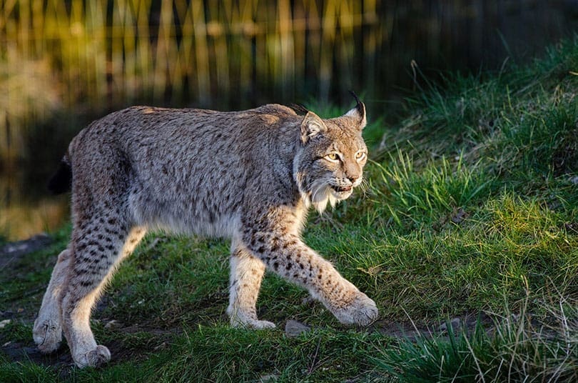 Lynx Kat