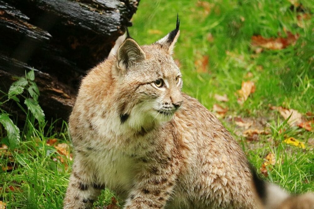 Canadese Lynx