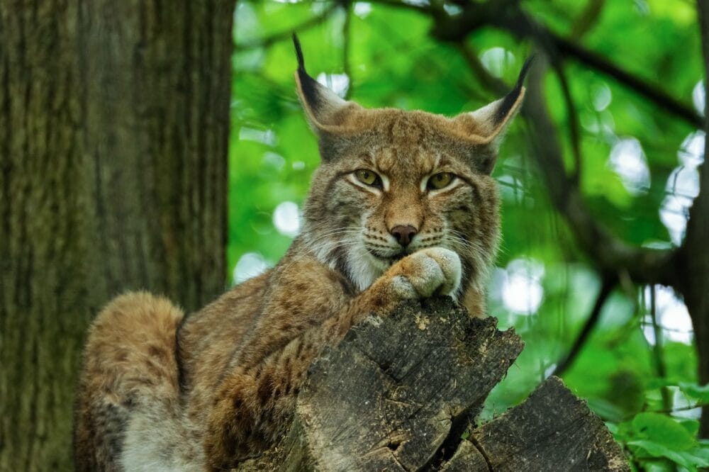 canadese lynx