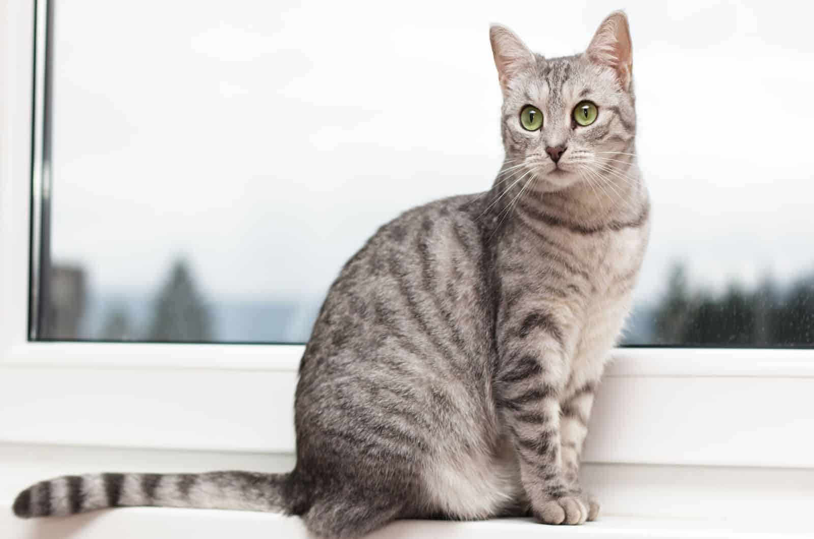 Zilver tabby kat zittend op een vensterplank