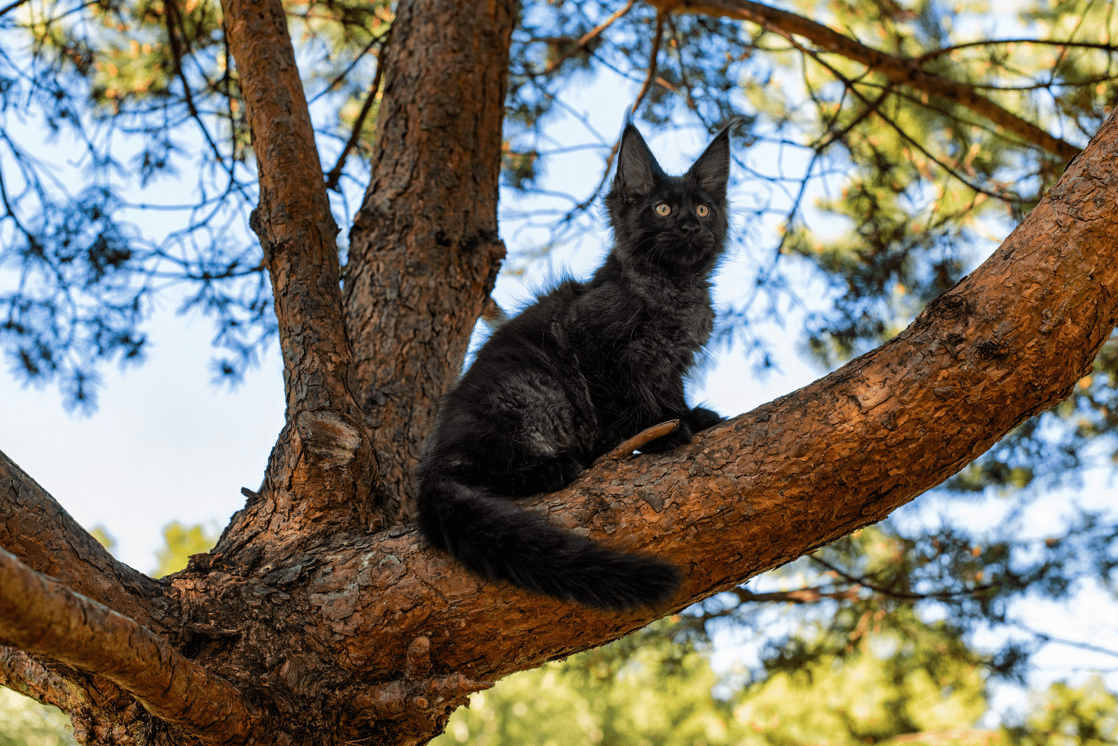 zwarte Maine Coons zittend op een boom