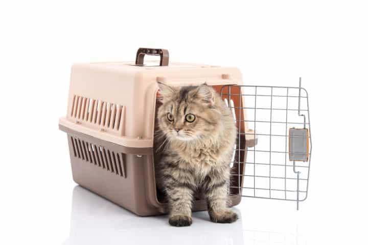 Hoe kiest u een reismand voor uw kat