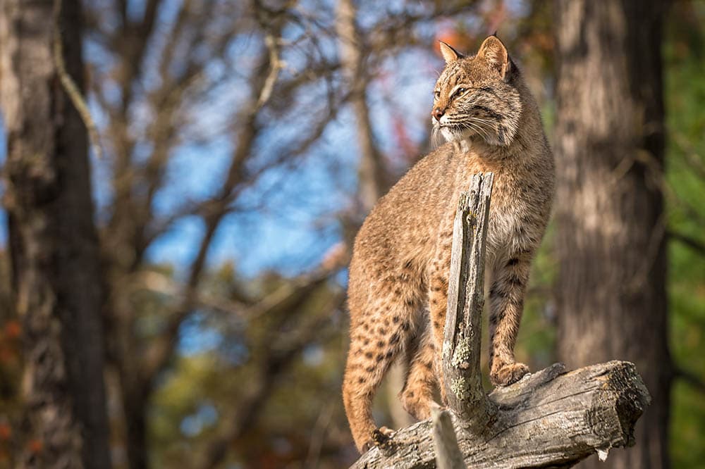 Bobcat-stands-up-at-a-branch_Geoffrey-Kuchera_Shutterstock