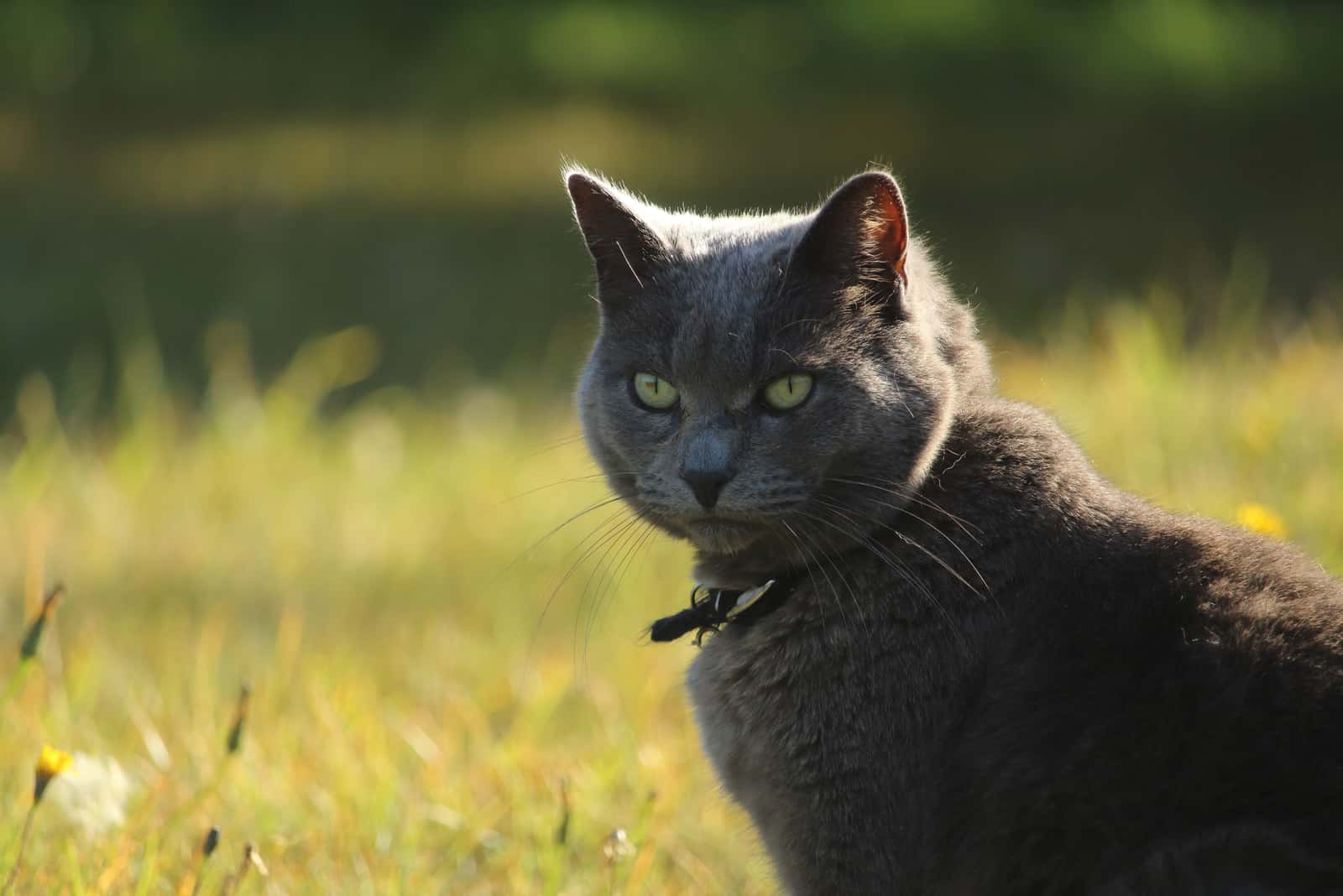 grijze kat poseert buiten