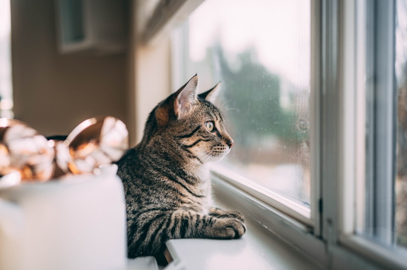 Grijze kat kijkt uit het raam
