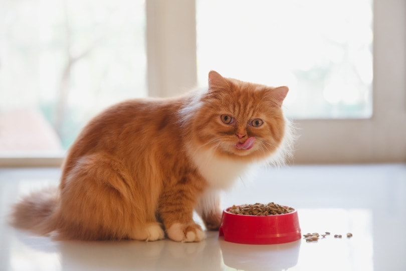 perzische kat eet droogvoer