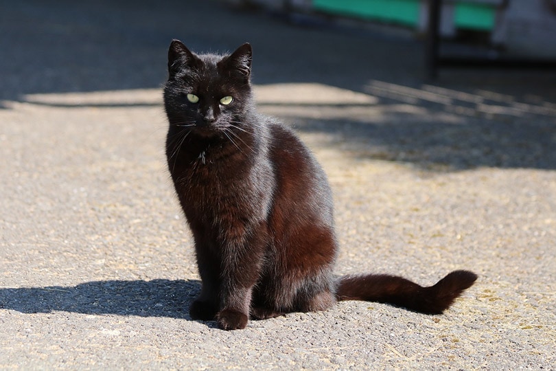 een zwarte kat die buiten zit