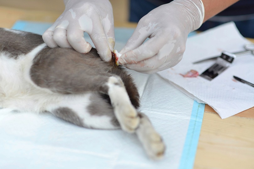 dierenarts castratie op de testikels van de kat