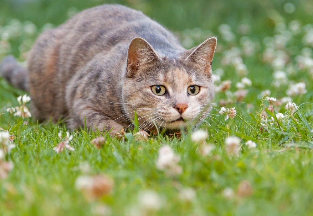 kat op jacht in gras