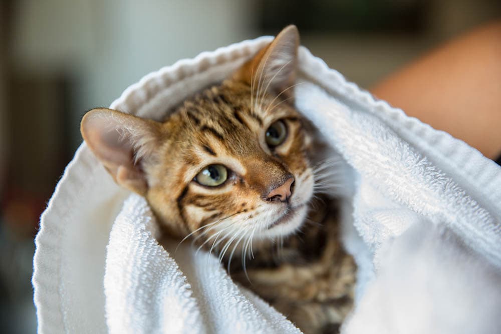 toyger kitten gewikkeld in een handdoek