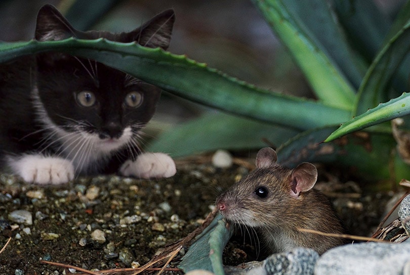 zwart-witte jonge kat kijkt naar een muis buiten