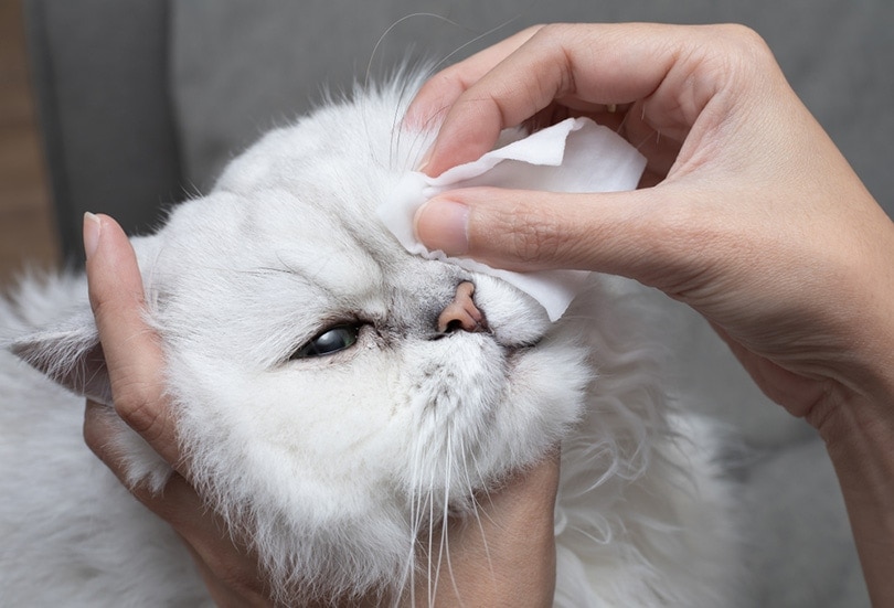 schoonmaken van de ogen van de persische chinchilla kat met een watje