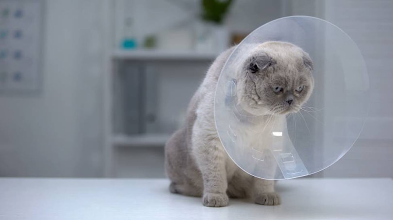 kat in dierenkliniek herstelt van sterilisatieprocedure