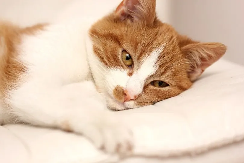 vermoeide zieke kat die op bed ligt