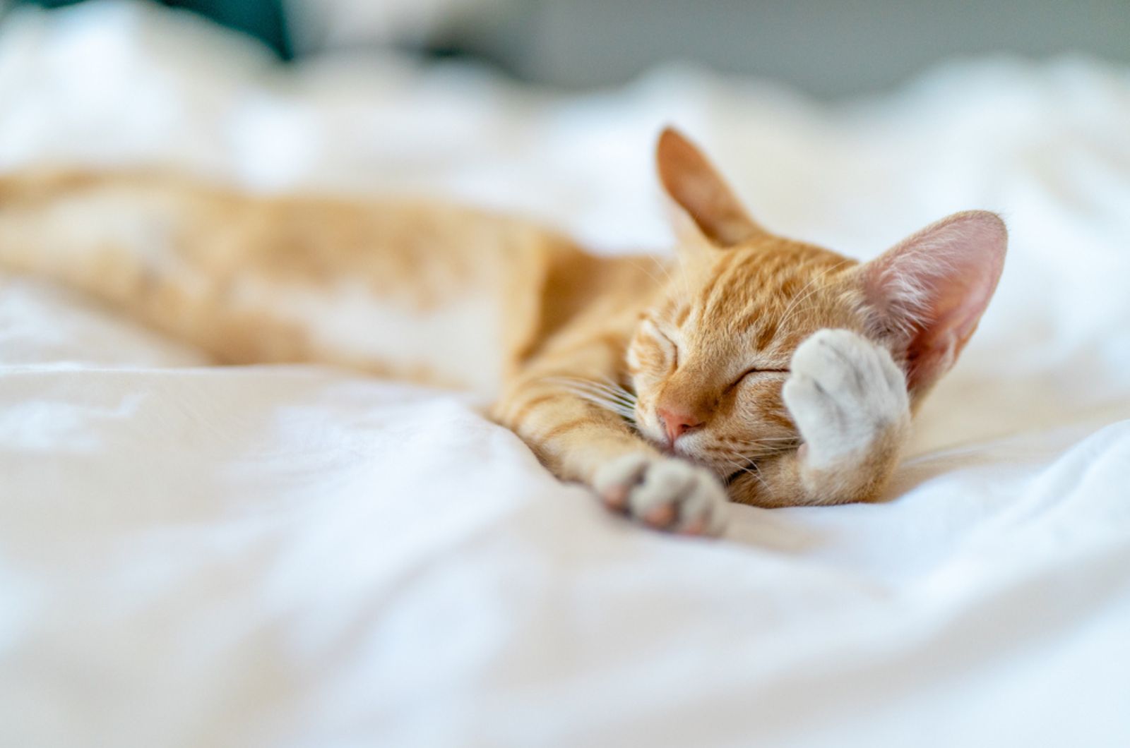 Schattige Vermoeide Oranje Kat die met poot op gezicht slaapt