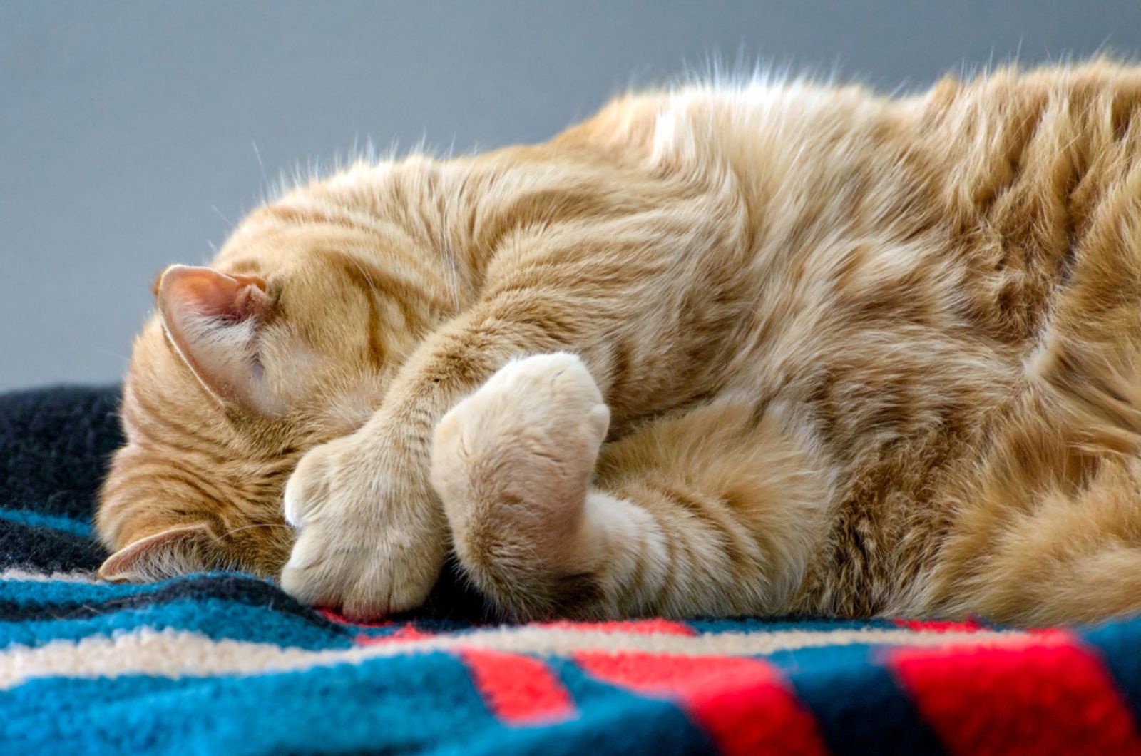 Ginger polydactyle kat verbergt gezicht met grote poten