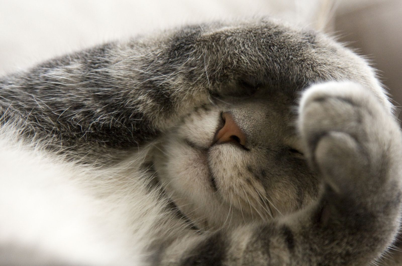 Onbezonnen grijze kat met poten over het gezicht