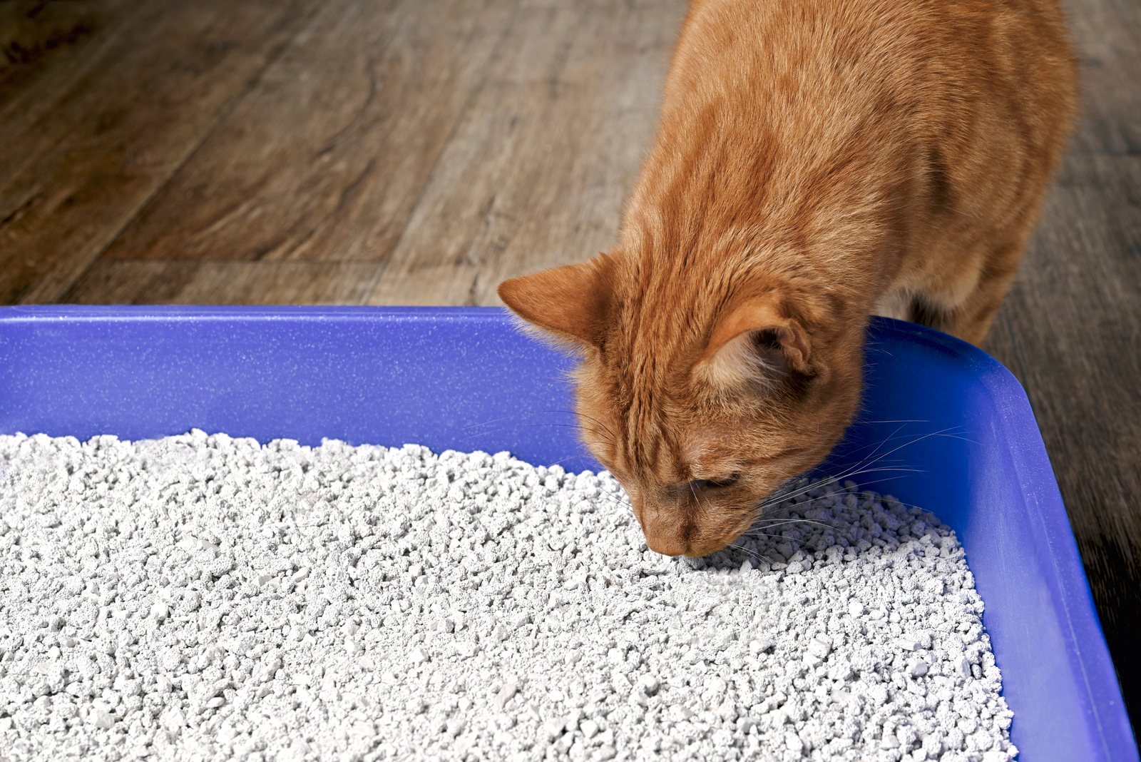 Schattige roodharige kat snuift aan kattenbakvulling in een blauwe bak.