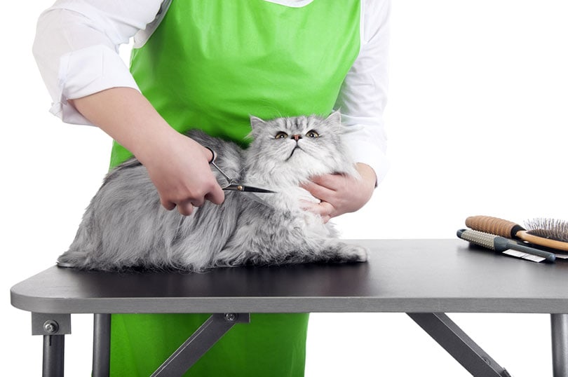 professionele trimsalon die perzische kat verzorgt